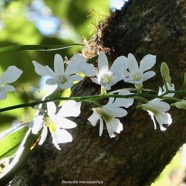 Beclardia macrostachya.muguet. endémique Madagascar Mascareignes. (1).jpeg